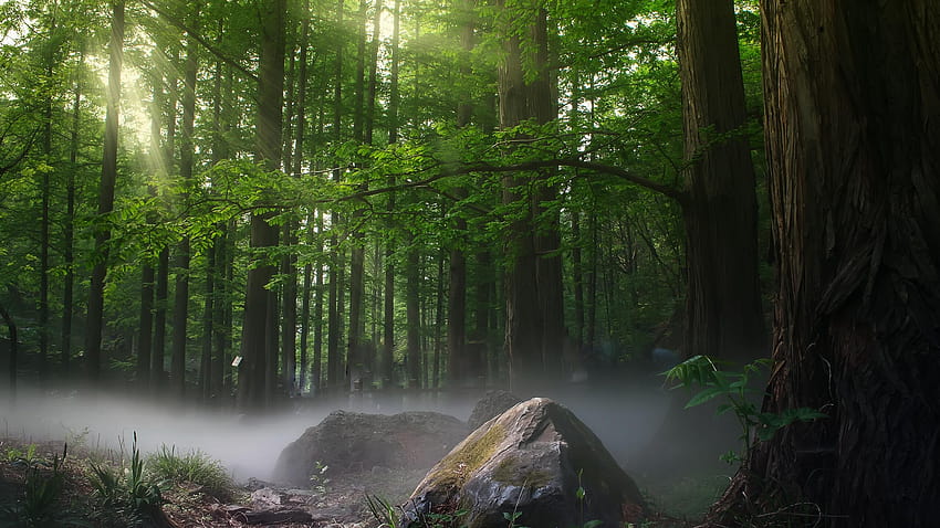 2560x1440 Sunbeams Forest Daylight Covered By Trees 1440P, sunbeams in forest HD wallpaper
