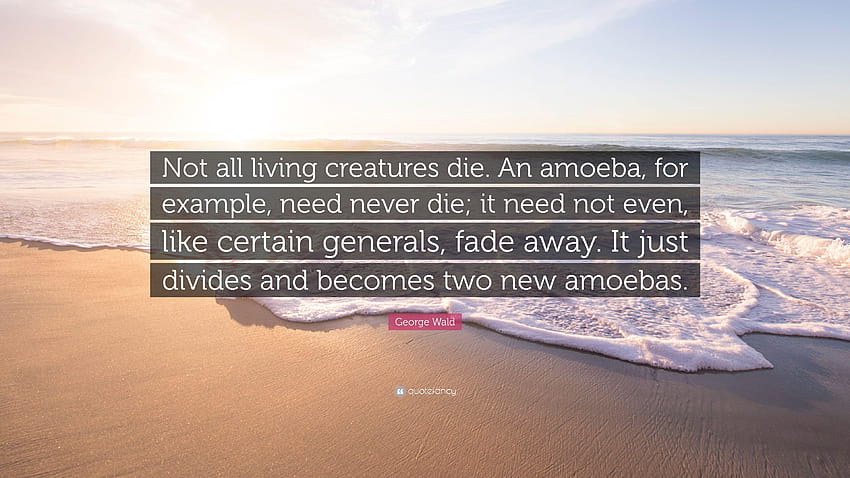 George Wald Quote: “Not all living creatures die. An amoeba HD wallpaper