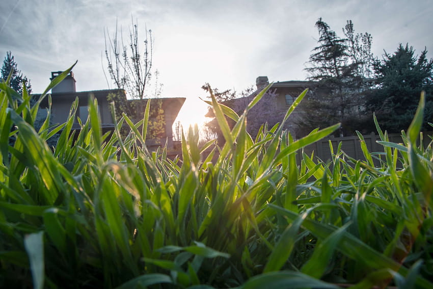 blades, grass, perspective, spring, sun, sunset in, spring perspective HD wallpaper