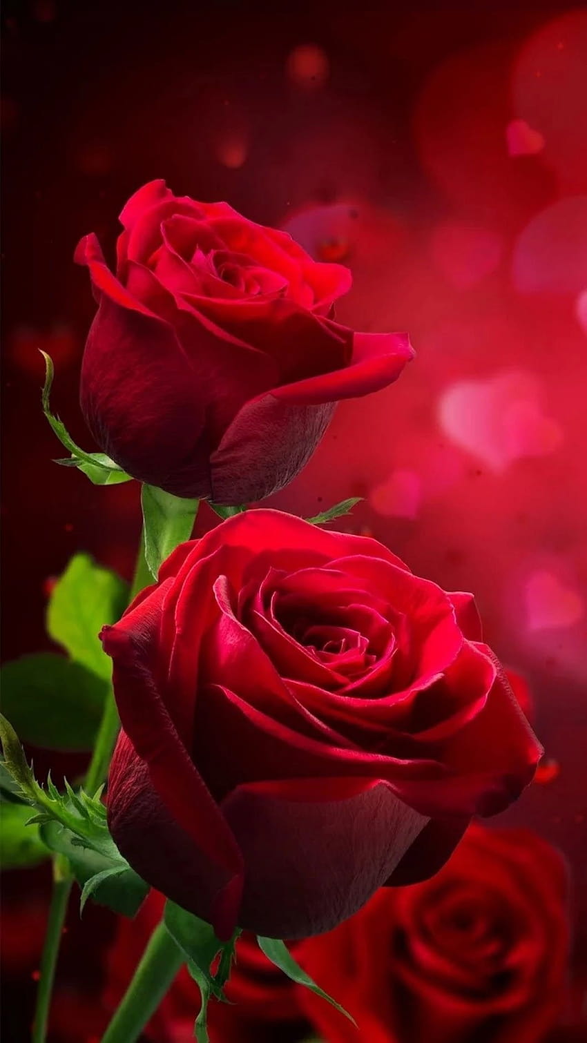 แอนมารี มาร์โค จาก Beautiful Flowers and Roses โมบายดอกกุหลาบสีแดง วอลล์เปเปอร์โทรศัพท์ HD