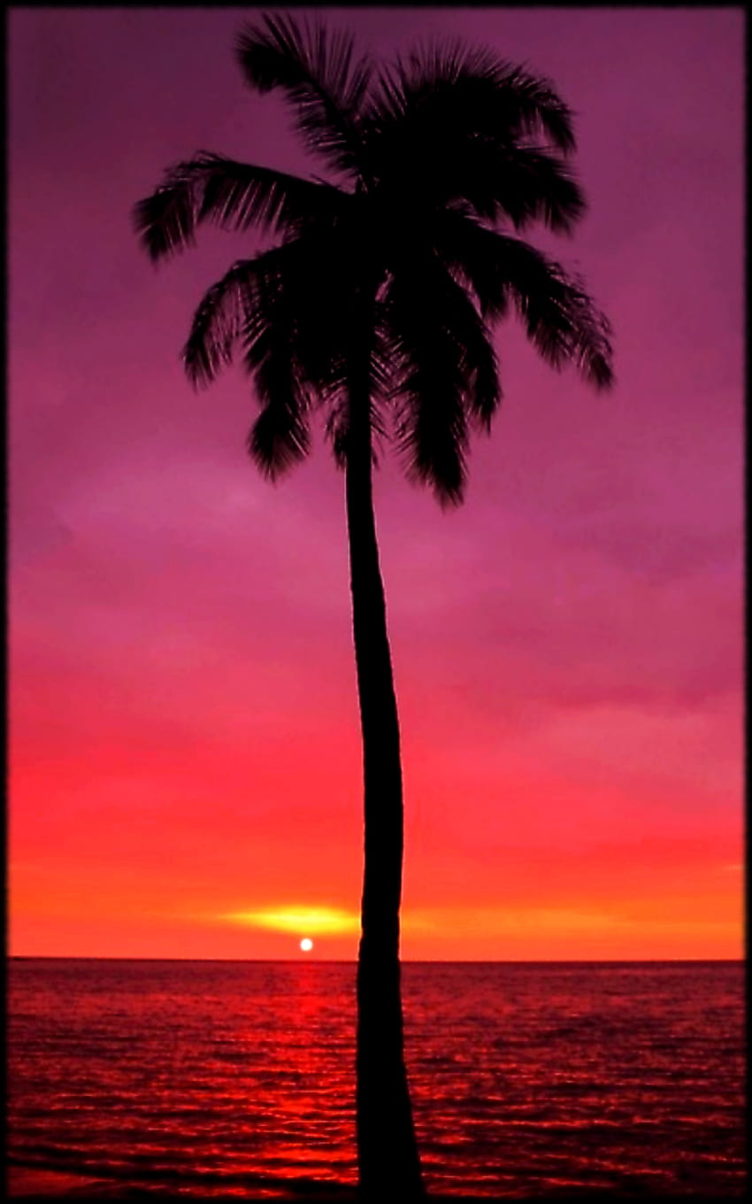 sunset, mobile and purple palm tree, tree mobile HD phone wallpaper