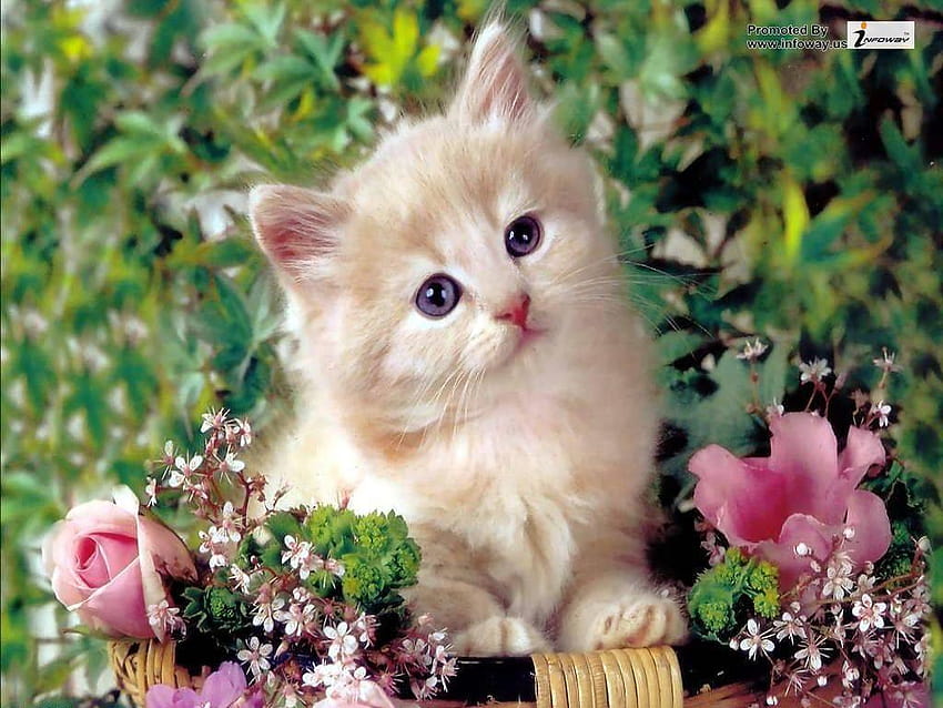 Cute Cat Of Cats, естетично сладко бебе котка HD тапет