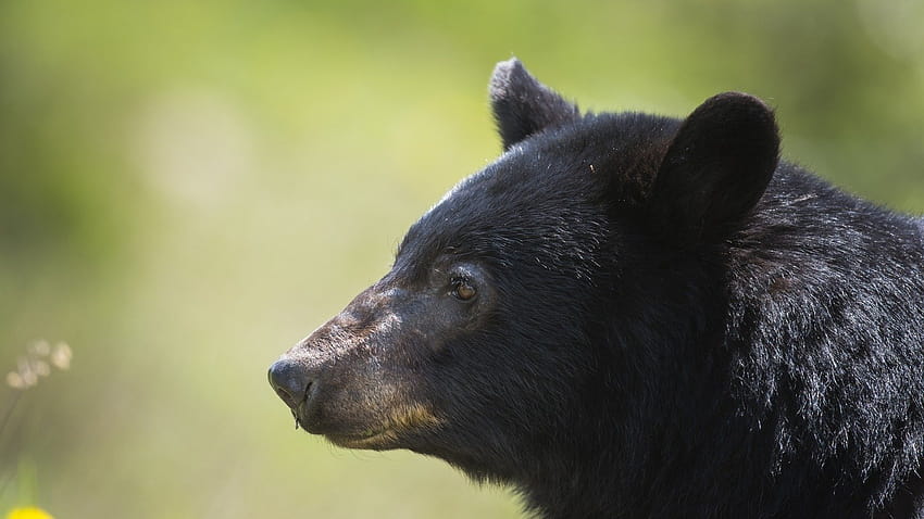 Petition · URGENT: Help Permanently Ban Spring Bear Hunting In Washington! · Change HD wallpaper