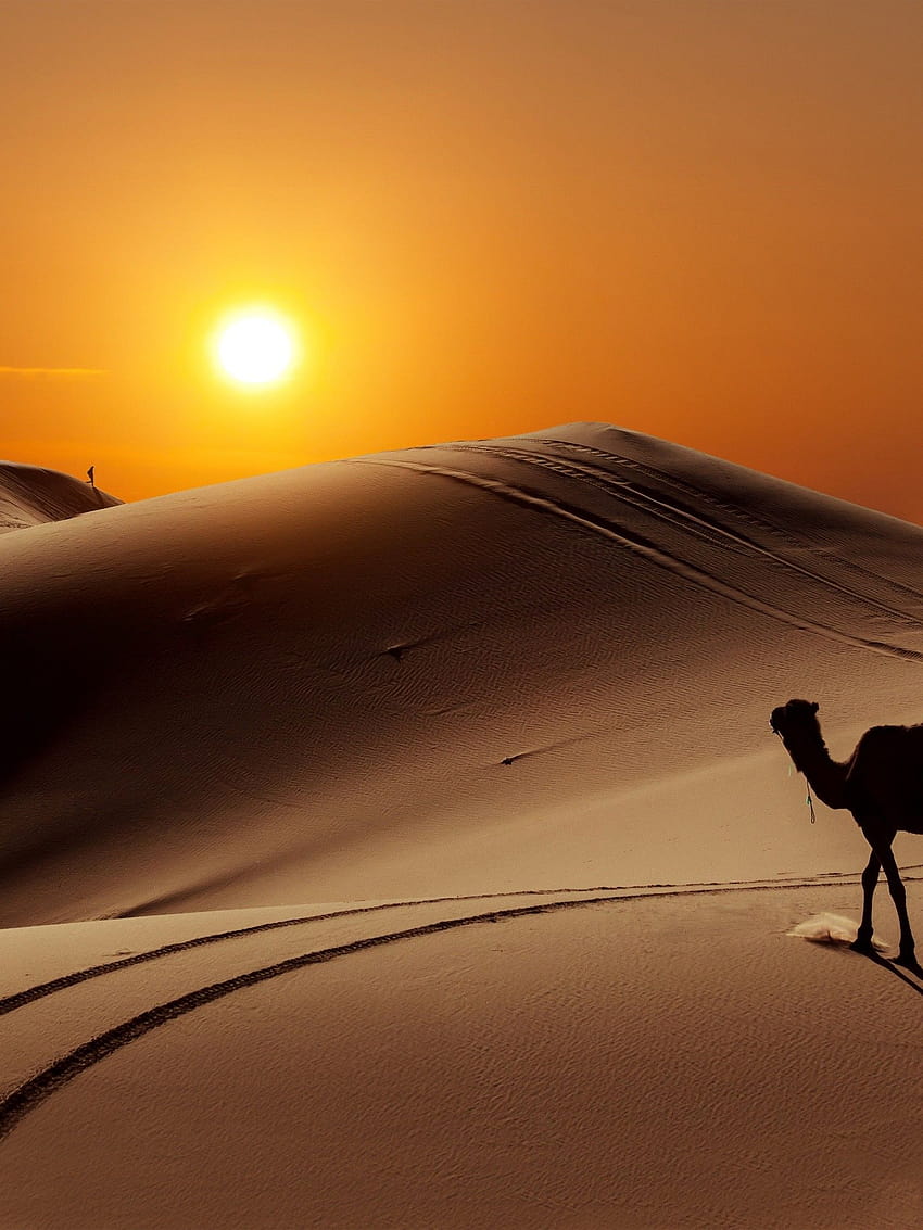 Sun People Desert Camel HD phone wallpaper