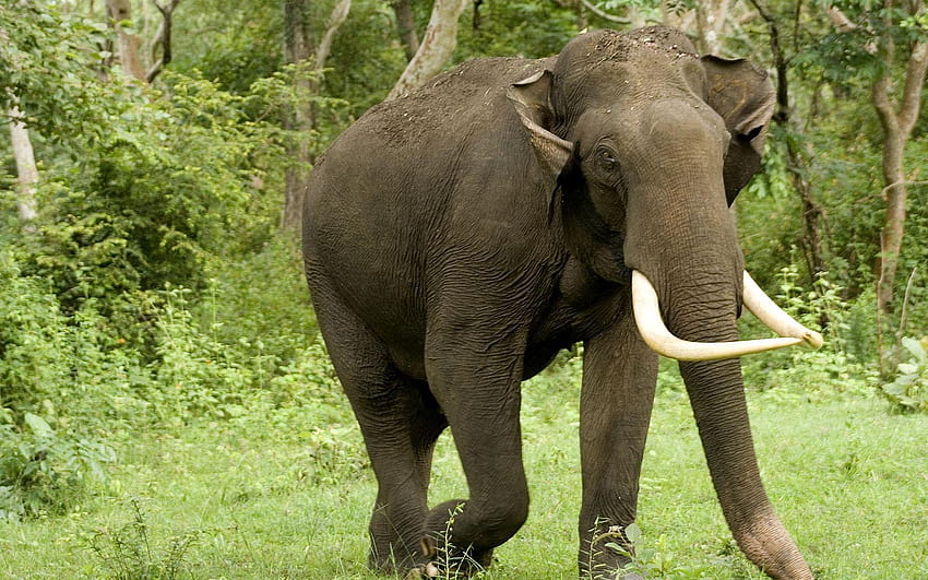 5 Gajah Asia, gajah Wallpaper HD
