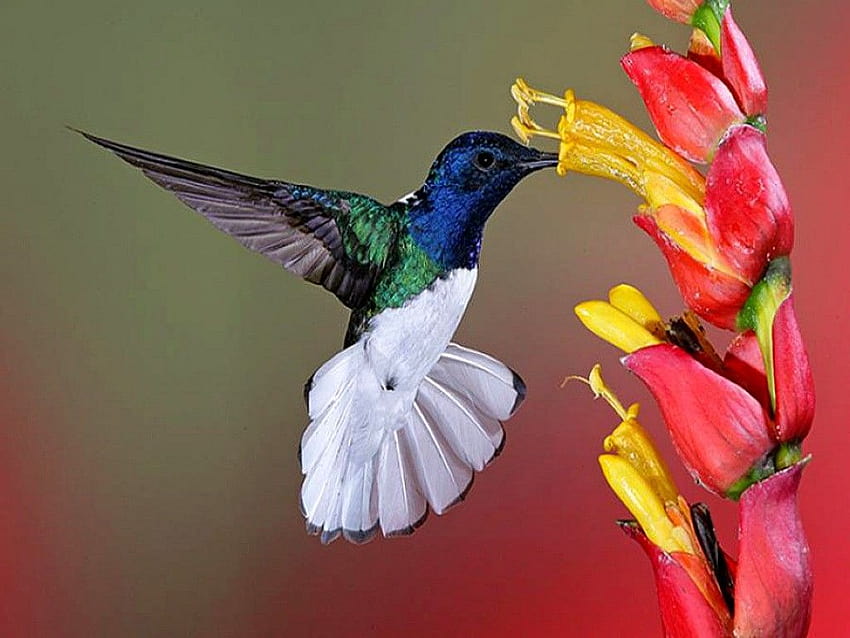 Blumen für Blumenliebhaber.: Blumen und Vögel schön HD-Hintergrundbild