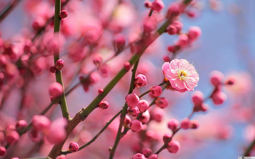Nature, plum blossom HD wallpaper | Pxfuel