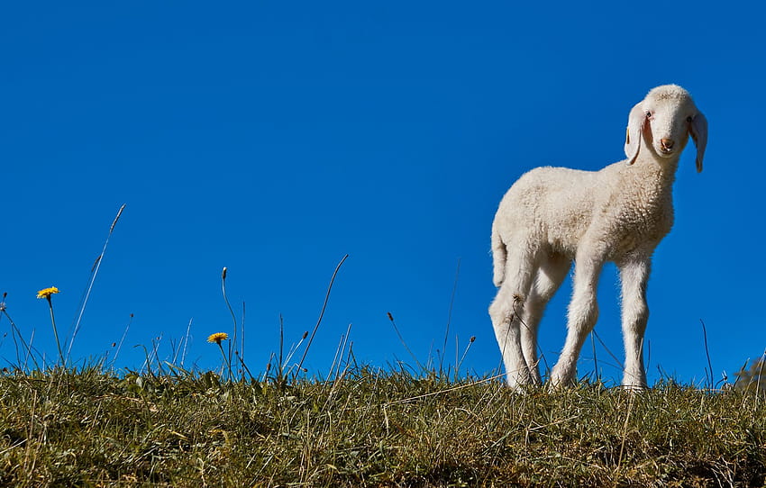 trawa, niebieski, polana, wiosna, dziecko, biały, baranek, owca, błękitne niebo, owca, baranek, baranek , sekcja животные, baby baranek Tapeta HD
