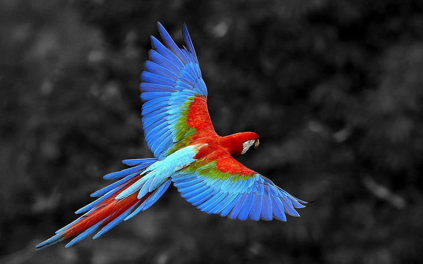 Pájaro guacamayo rojo, pájaros, s fondo de pantalla
