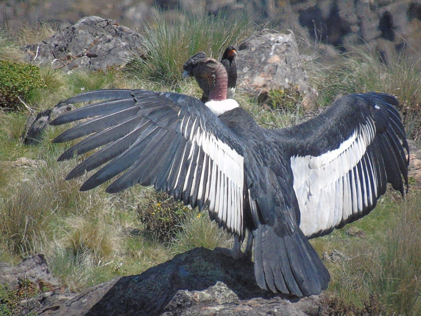 large Andean Condor populationstuartmarsden.blogspot HD wallpaper