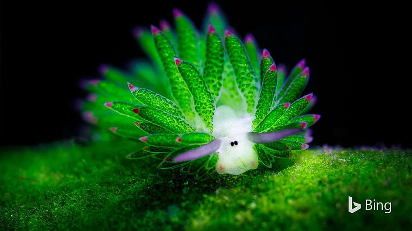 The Sea sheep, a sea slug that uses algae it eats, to power itself, ynthesis HD wallpaper