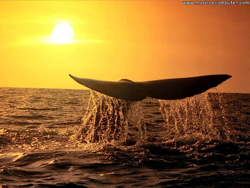 Wale HD-Hintergrundbild