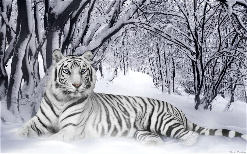 เสือขาว เสือขาว Tumblr คำสาปเสือ วอลล์เปเปอร์ HD