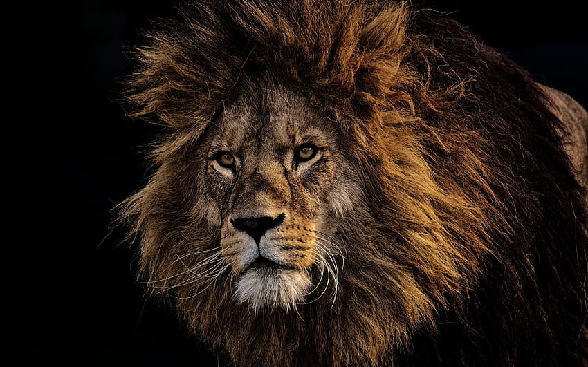สิงโต, ใบหน้า, แผงคอ, พื้นหลังสีดำ 2880x1800, ใบหน้าของสิงโต วอลล์เปเปอร์ HD