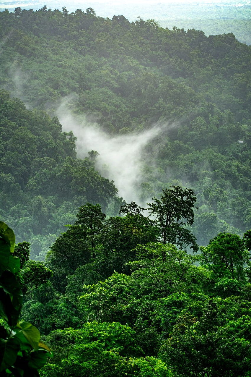 Амазонска джунгла HD тапет за телефон