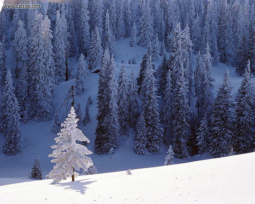 ธรรมชาติ: Winterscape, nr. 8338 ฤดูหนาว วอลล์เปเปอร์ HD