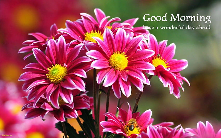 Guten Morgen Schöne Blume und Guten Morgen, Guten Morgen HD-Hintergrundbild