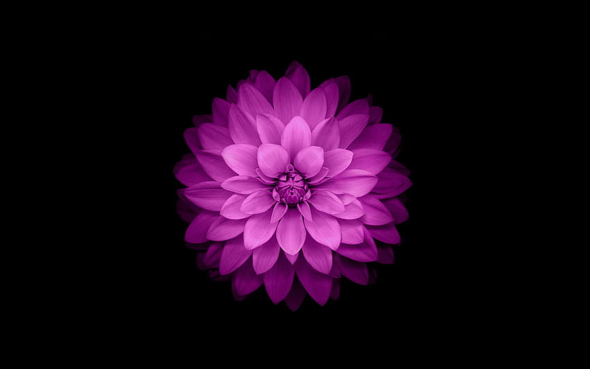 iPhone Flower, ios 8 лилав HD тапет