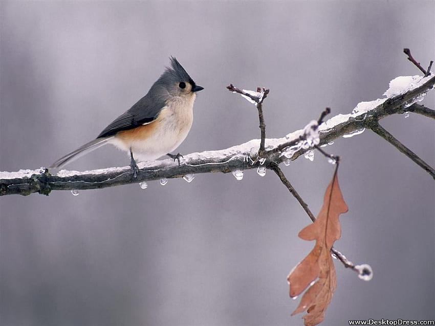 » Animals Backgrounds » Tufted Titmouse on Icy Branch, Michigan » www.dress HD wallpaper
