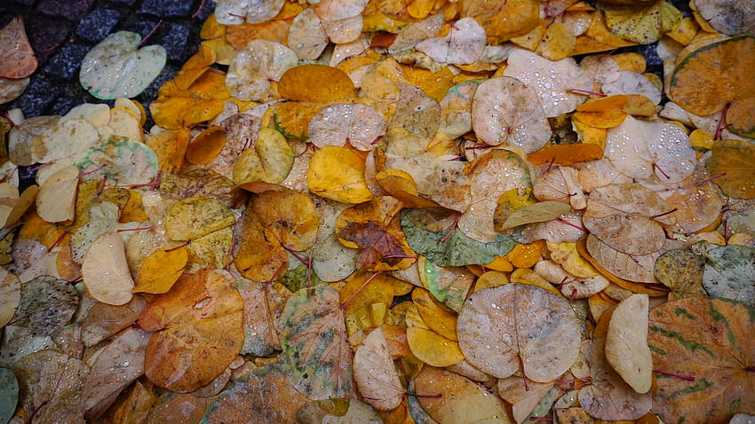 Fotografowanie pięknych żółtych jesiennych liści w porannej rosie w pochmurnym mieście na szarej kamiennej drodze z kamienia na świeżym powietrzu. Koncepcja pór roku i sezonu jesiennego, deszczowa pogoda i smutny nastrój Tapeta HD
