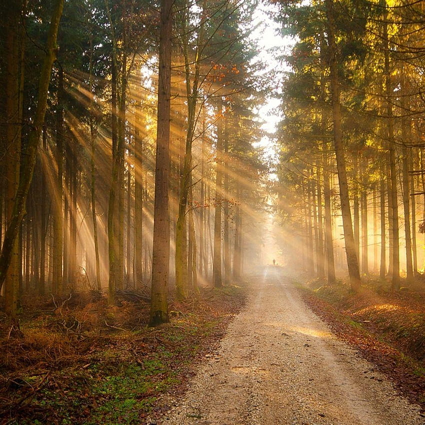 Of trees with sun rays, sun rays through forest trees HD phone ...