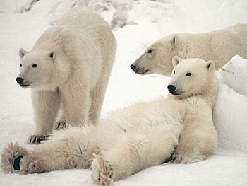 Why Polar Bears Have Become Frequent Visitors to This Canadian