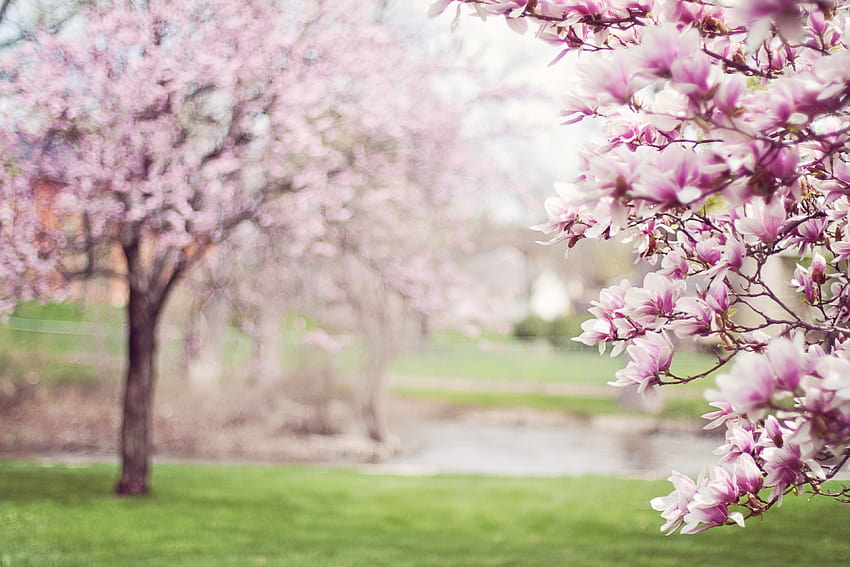 magnolia trees and, springtime blossom HD wallpaper