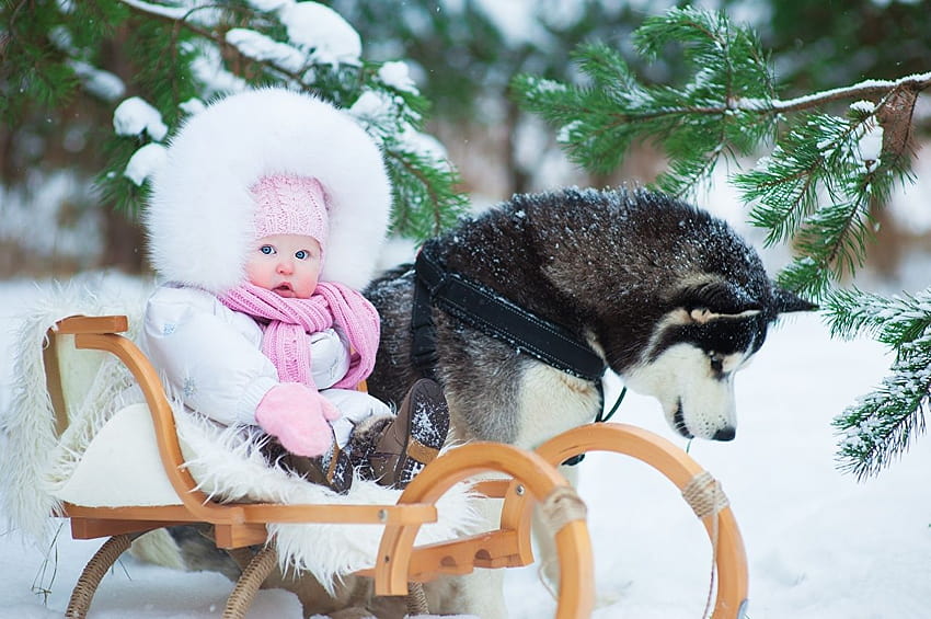 Chien Husky Nourrissons Enfants Hiver Neige Animaux, bébés chiens hiver Fond d'écran HD