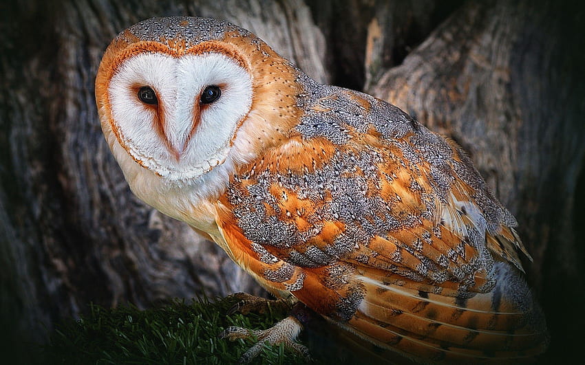 Barn owl Full and Backgrounds HD wallpaper