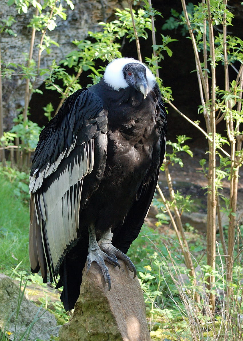 Condor andin et ... oiseau Fond d'écran de téléphone HD