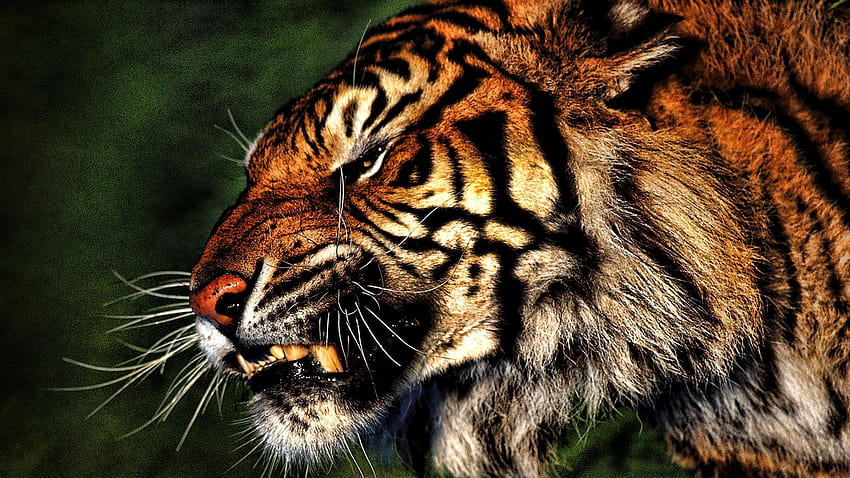 Cool Tiger 虎の咆哮 高画質の壁紙