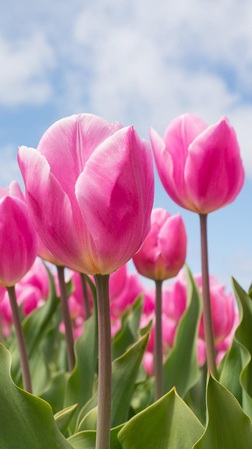 Tulipanes de primavera, tulipán iphone fondo de pantalla del teléfono