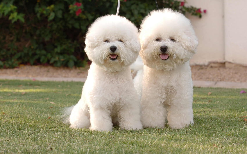 Bichon Frise Dog, 4к, cani soffici bianchi, carini Sfondo HD
