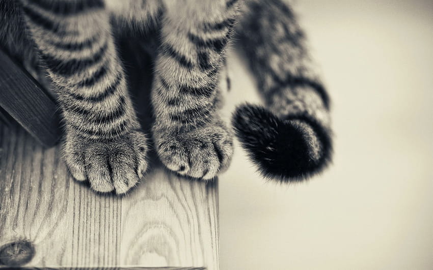 cat paws HD wallpaper