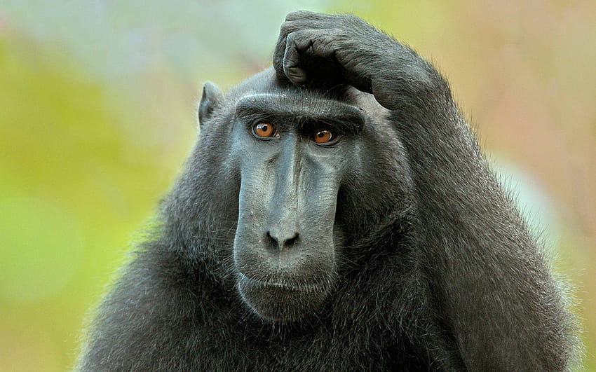 Animais Engraçado Gorilas Gregf Cabeça Macaco Face Macacos Monocromático, pensando papel de parede HD