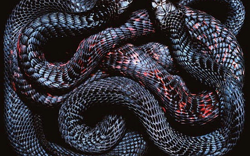 venomous snakes HD wallpaper