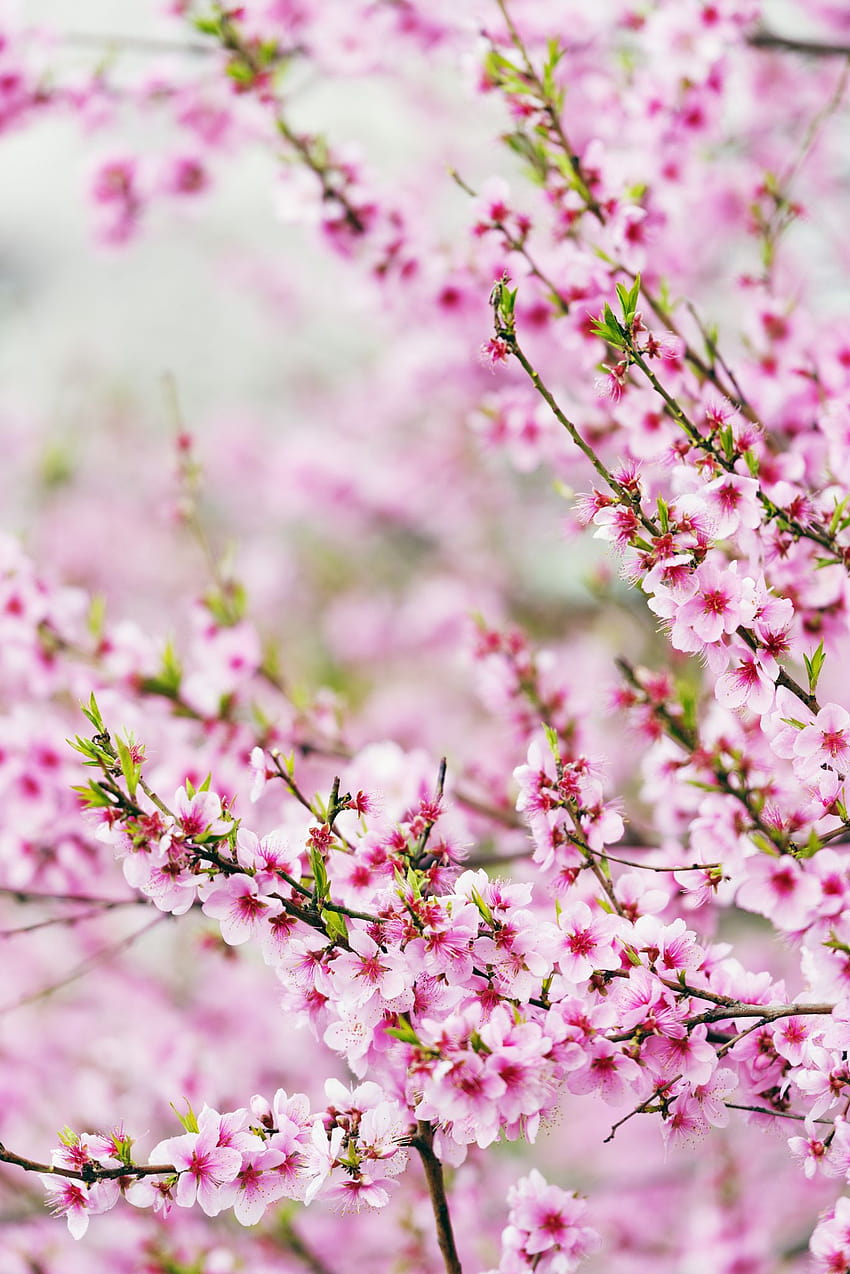 Spring cherry blossom festival, Jinhei, South Korea, Asia, spring korean HD phone wallpaper