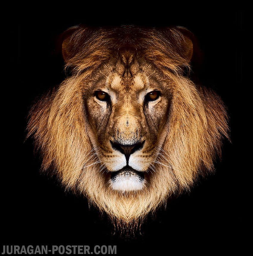juragan poster jual poster gambar hewan binatang singa HD phone wallpaper