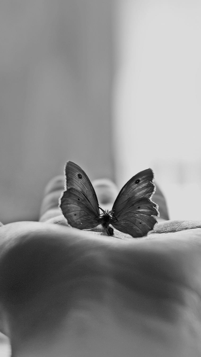 Aesthetic Black White Grey, aesthetic butterfly HD phone wallpaper