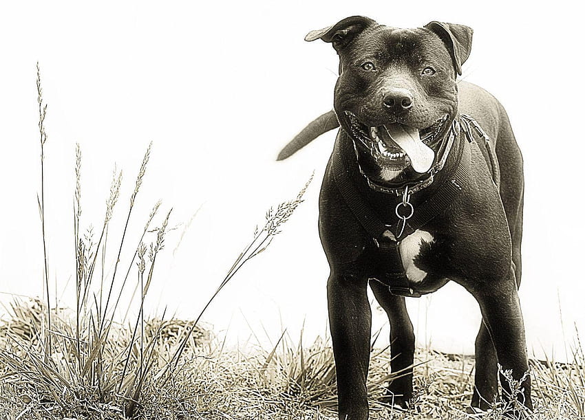 The woe of being labeled a pit bull