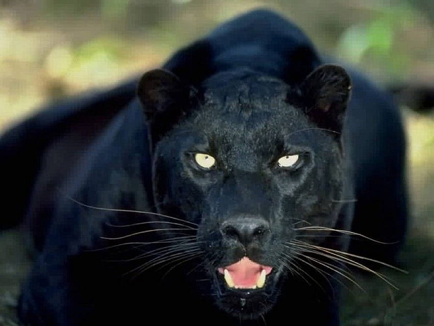 Black panther animals roaring black panther hq ..., black panther big cat  HD wallpaper | Pxfuel