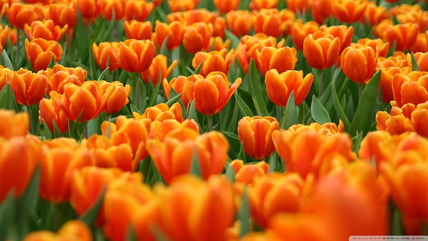 Pomarańczowe tulipany Spring Flowers High [1920x1080] na telefon komórkowy i tablet, pomarańczowa wiosna Tapeta HD