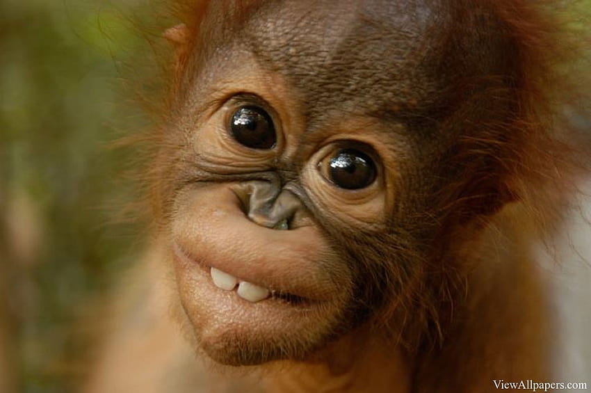 Animal Planet Baby Orangutan Wallpaper HD