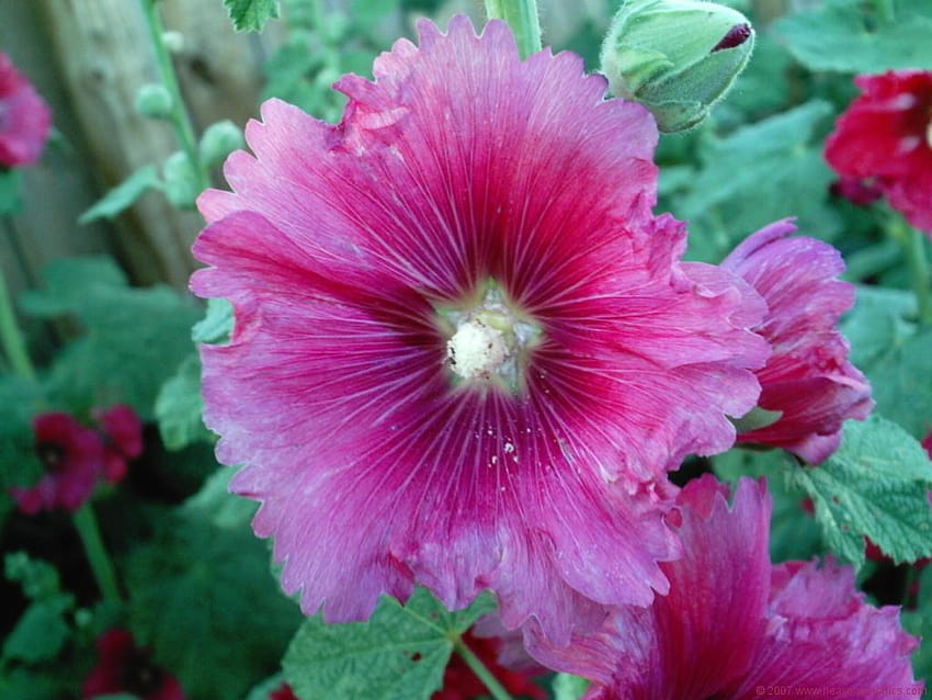 Best 4 Hollyhock on Hip, pink hollyhocks HD wallpaper