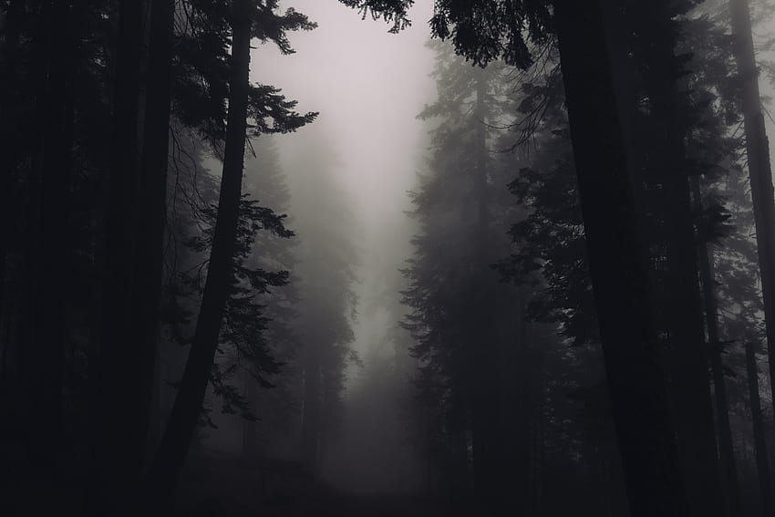 Black, rainy foggy forest HD wallpaper