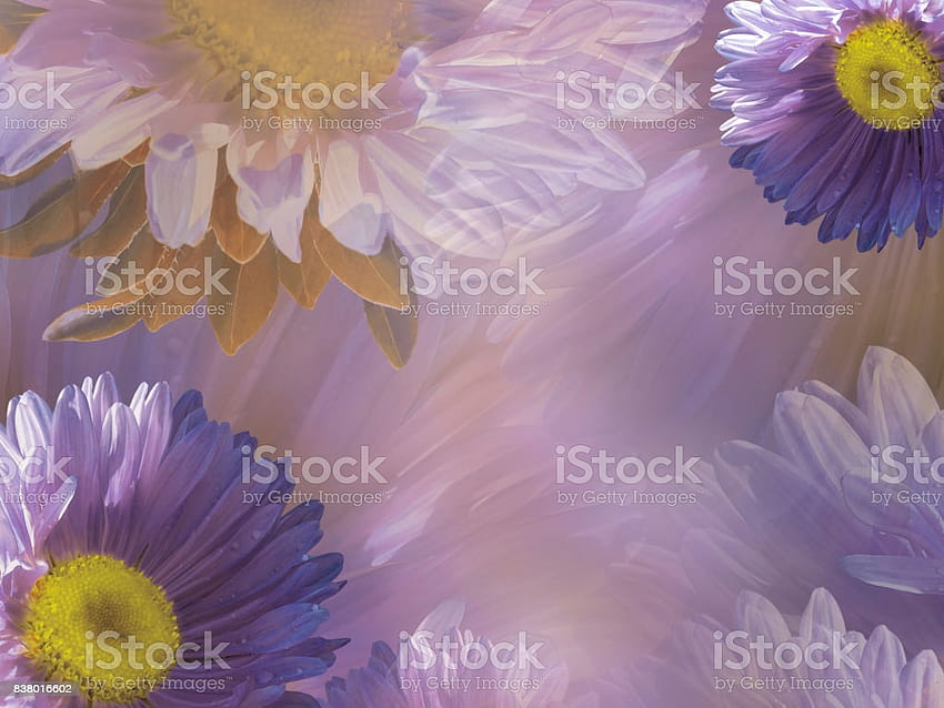 Floral Violetwhite Beautiful Backgrounds Of Daisy Of Flowers Purpleyellow Chamomile Flower Composition Nature Stock, flower purple HD wallpaper