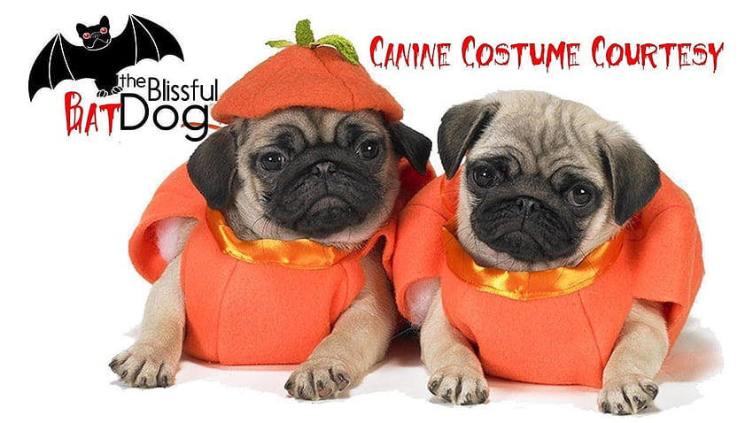 Кучешки костюм за Хелоуин С любезното съдействие, сладки кучета за Хелоуин HD тапет