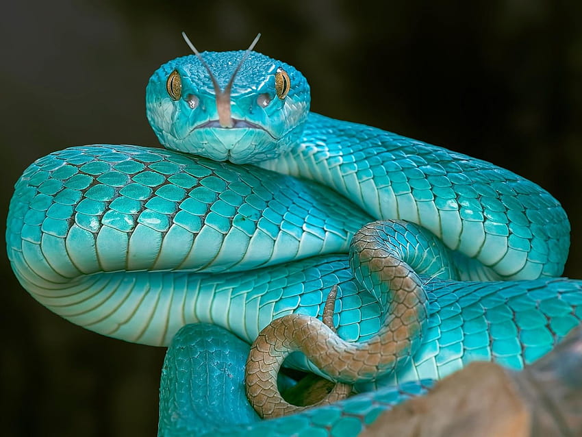 Blue snake, viper, eyes 1920x1200 , cobra vipers HD wallpaper | Pxfuel