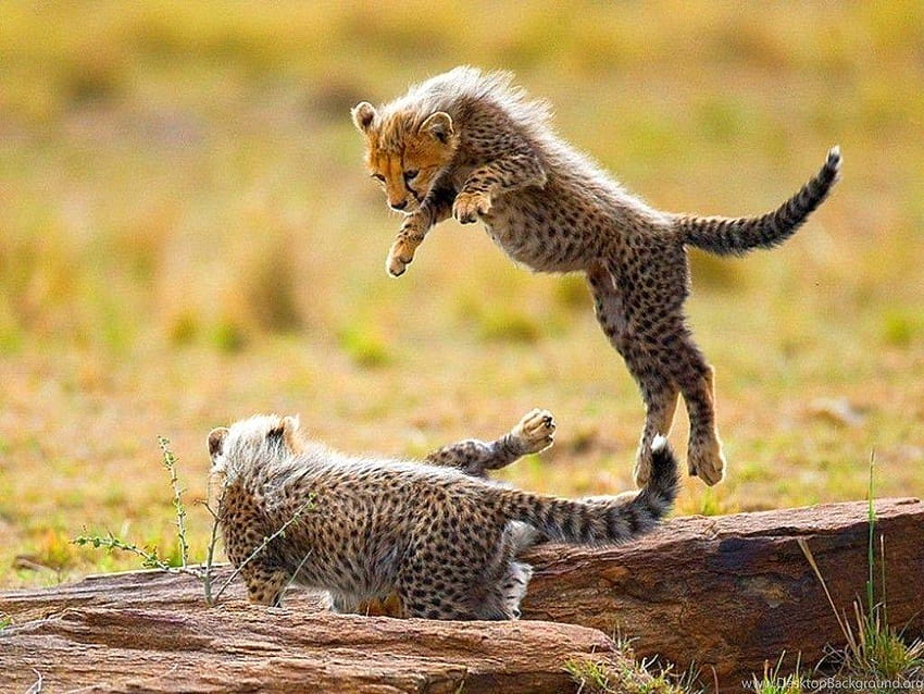 cheetah cubs running