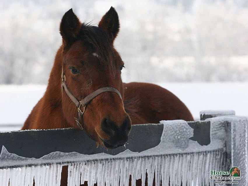 Winter Equine Screensaver and – Horse Illustrated, beautiful winter horse HD wallpaper